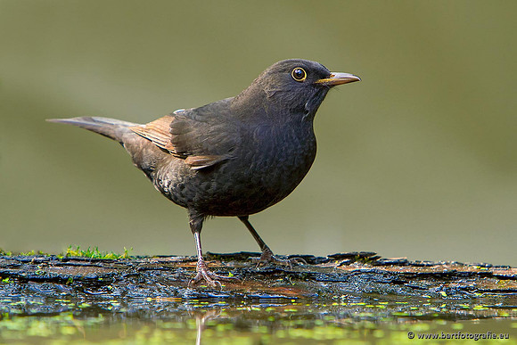 Lijsterachtigen, Bart Fotografie-498