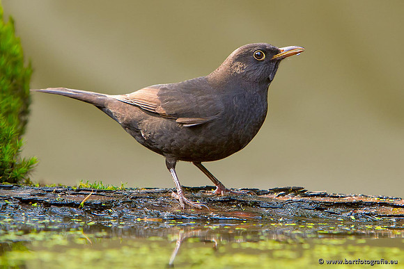 Lijsterachtigen, Bart Fotografie-499