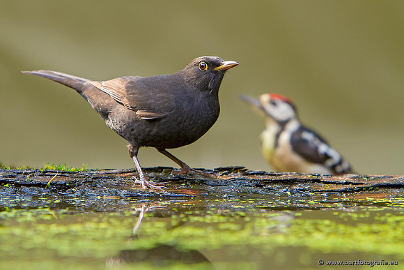 Lijsterachtigen, Bart Fotografie-500