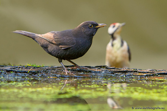 Lijsterachtigen, Bart Fotografie-501