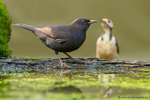Lijsterachtigen, Bart Fotografie-502