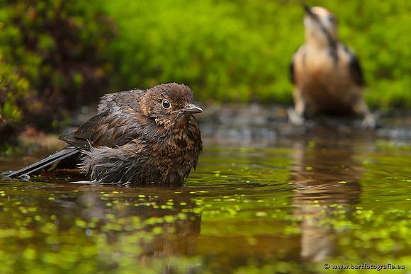 Lijsterachtigen, Bart Fotografie-506