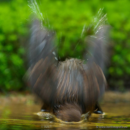 Lijsterachtigen, Bart Fotografie-520