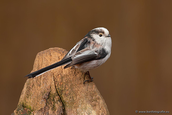 Mezen, Bart Fotografie-008