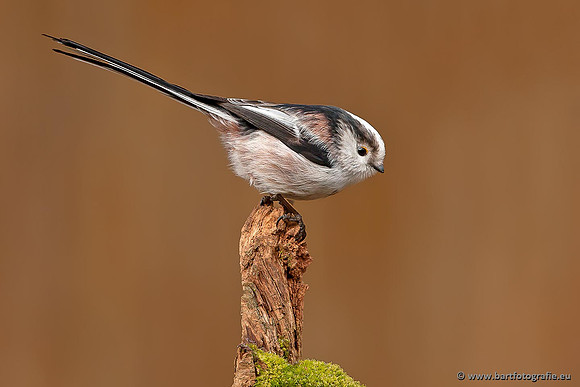Mezen, Bart Fotografie-009