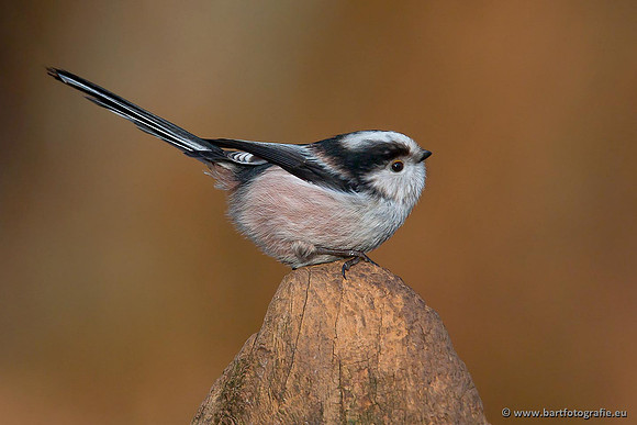 Mezen, Bart Fotografie-012