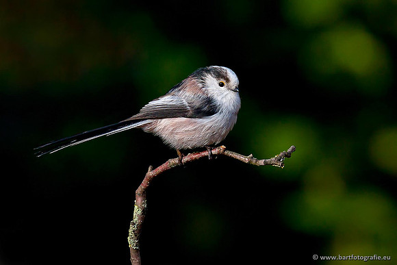 Mezen, Bart Fotografie-014