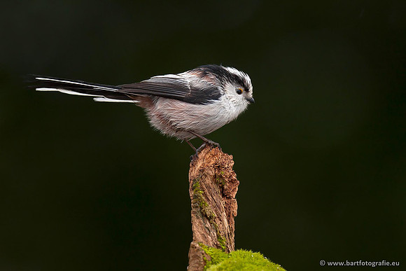 Mezen, Bart Fotografie-015