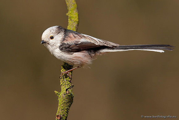Mezen, Bart Fotografie-026