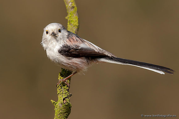 Mezen, Bart Fotografie-027