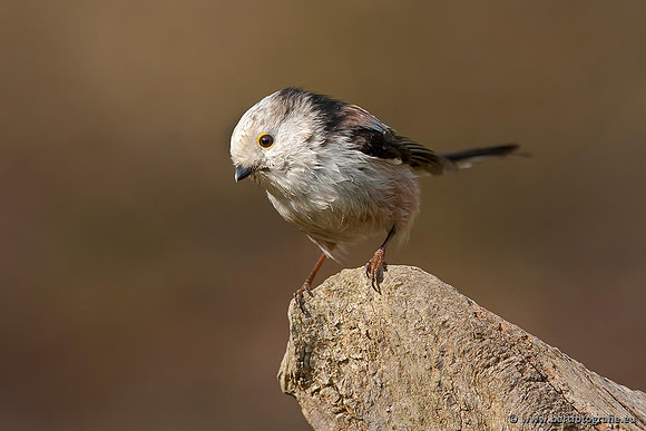 Mezen, Bart Fotografie-029