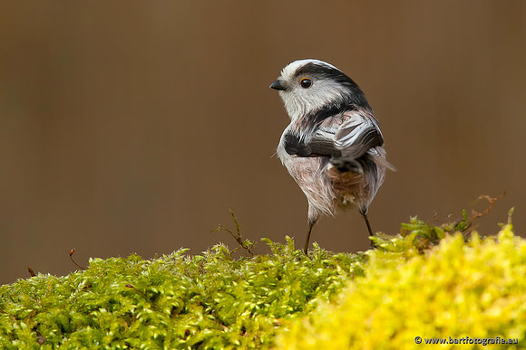 Mezen, Bart Fotografie-032