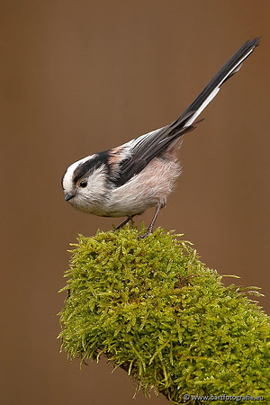 Mezen, Bart Fotografie-033