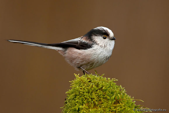 Mezen, Bart Fotografie-034