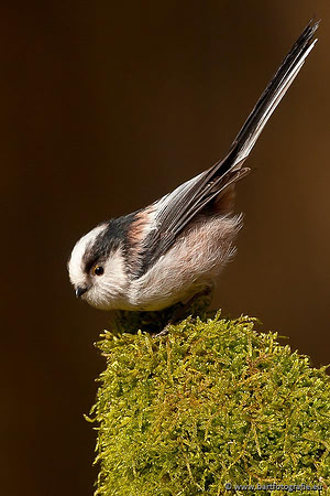 Mezen, Bart Fotografie-036