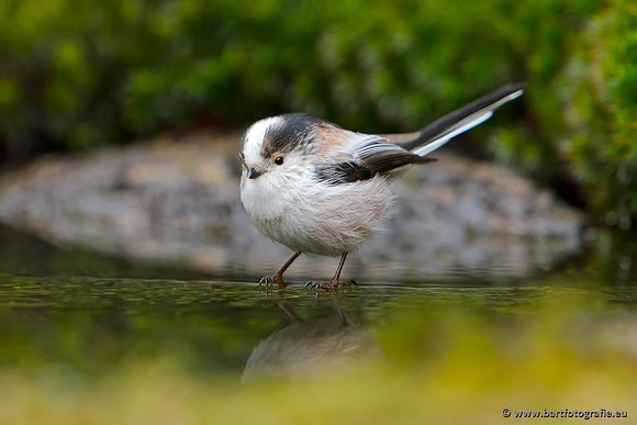 Mezen, Bart Fotografie-039