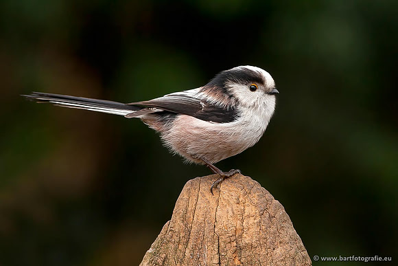 Mezen, Bart Fotografie-038