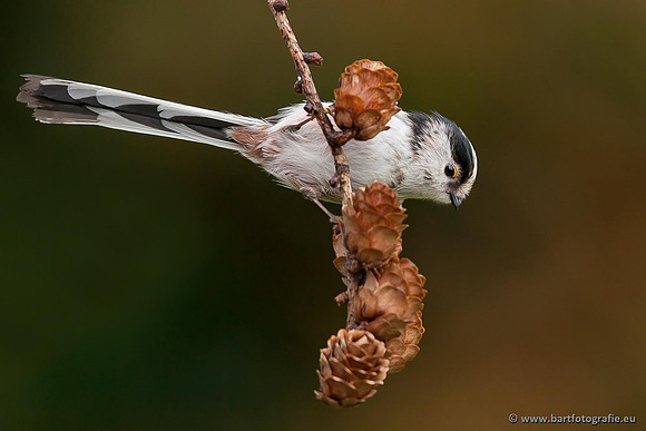 Mezen, Bart Fotografie-046