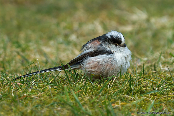 Mezen, Bart Fotografie-055