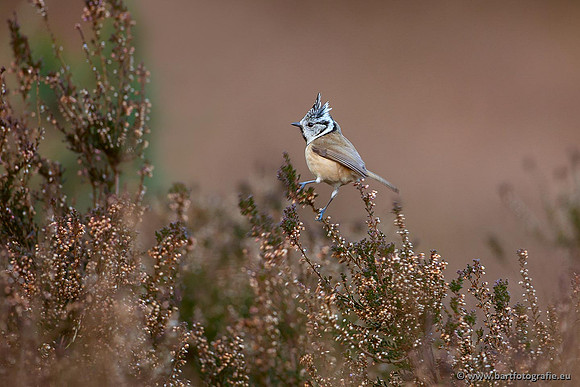 Mezen, Bart Fotografie-058