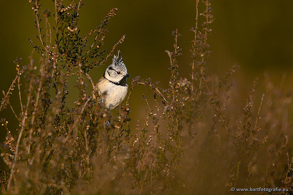 Mezen, Bart Fotografie-057