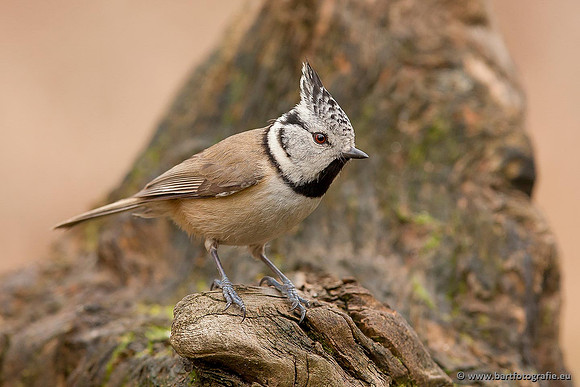 Mezen, Bart Fotografie-066