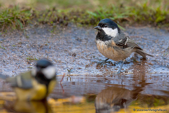 Mezen, Bart Fotografie-084