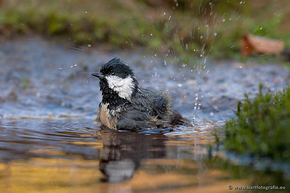 Mezen, Bart Fotografie-085