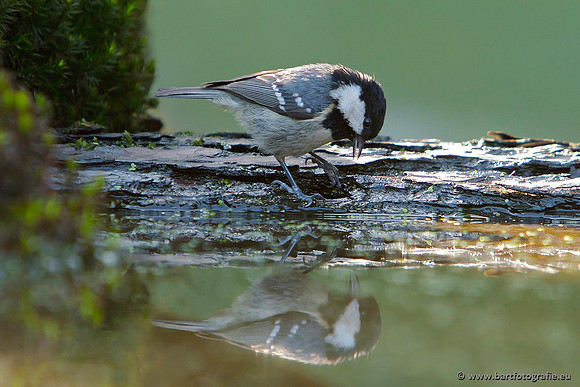Mezen, Bart Fotografie-115