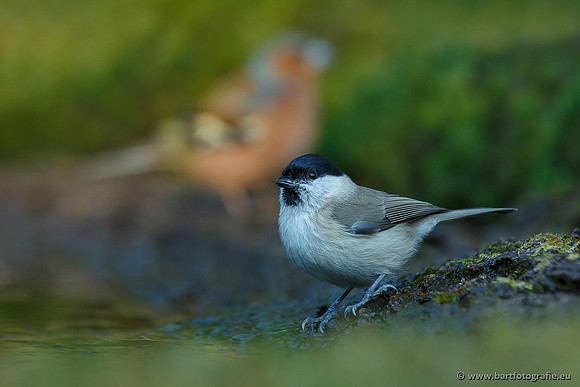 Mezen, Bart Fotografie-122