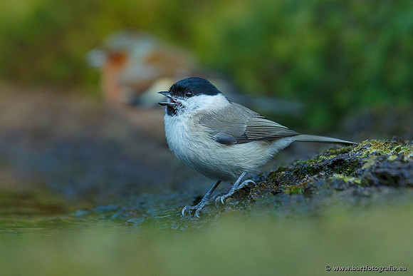 Mezen, Bart Fotografie-124