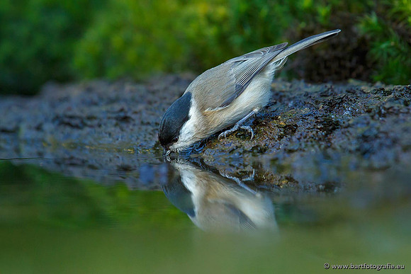 Mezen, Bart Fotografie-128