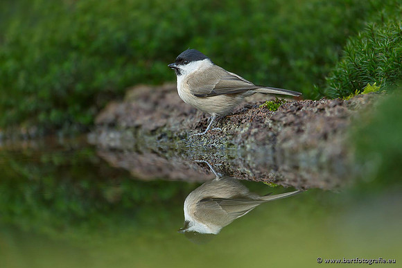 Mezen, Bart Fotografie-131