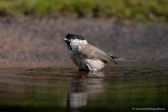 Mezen, Bart Fotografie-145