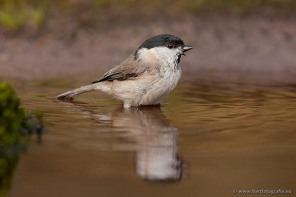 Mezen, Bart Fotografie-152