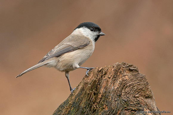 Mezen, Bart Fotografie-151