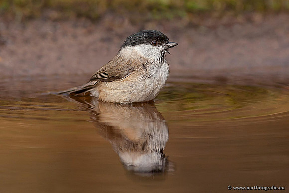 Mezen, Bart Fotografie-153