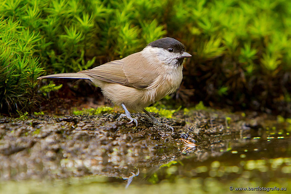 Mezen, Bart Fotografie-156