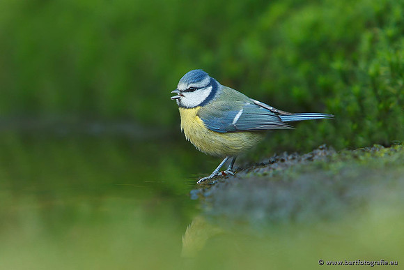 Mezen, Bart Fotografie-160