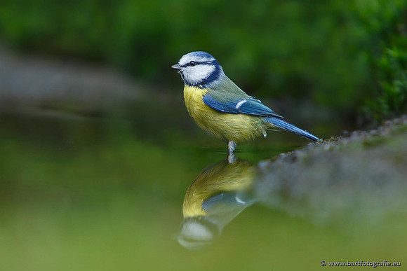 Mezen, Bart Fotografie-161