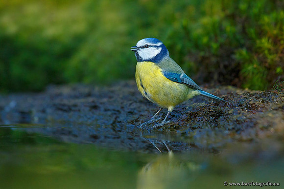 Mezen, Bart Fotografie-163
