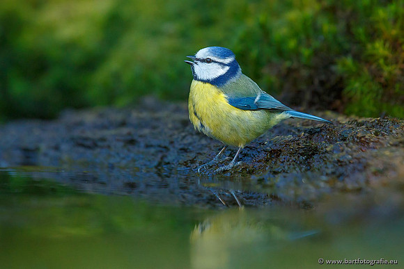 Mezen, Bart Fotografie-164