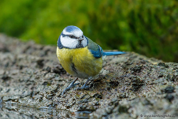 Mezen, Bart Fotografie-168