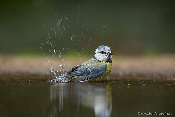 Mezen, Bart Fotografie-171
