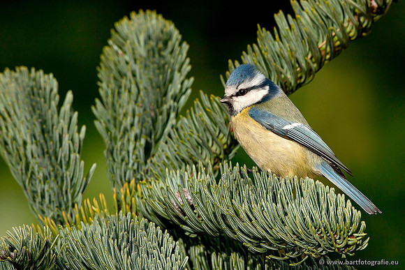 Mezen, Bart Fotografie-169