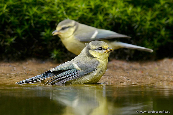 Mezen, Bart Fotografie-182