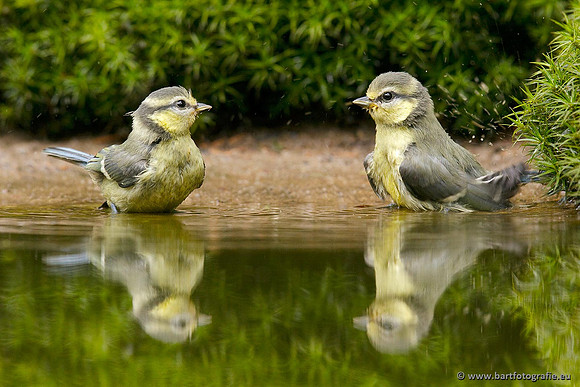 Mezen, Bart Fotografie-183