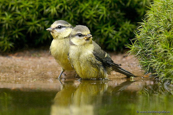 Mezen, Bart Fotografie-185