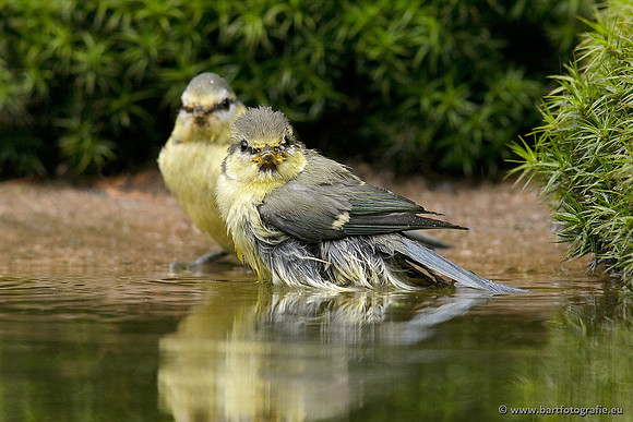 Mezen, Bart Fotografie-186
