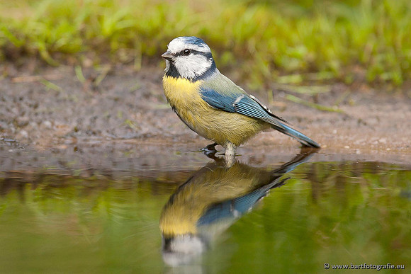 Mezen, Bart Fotografie-200